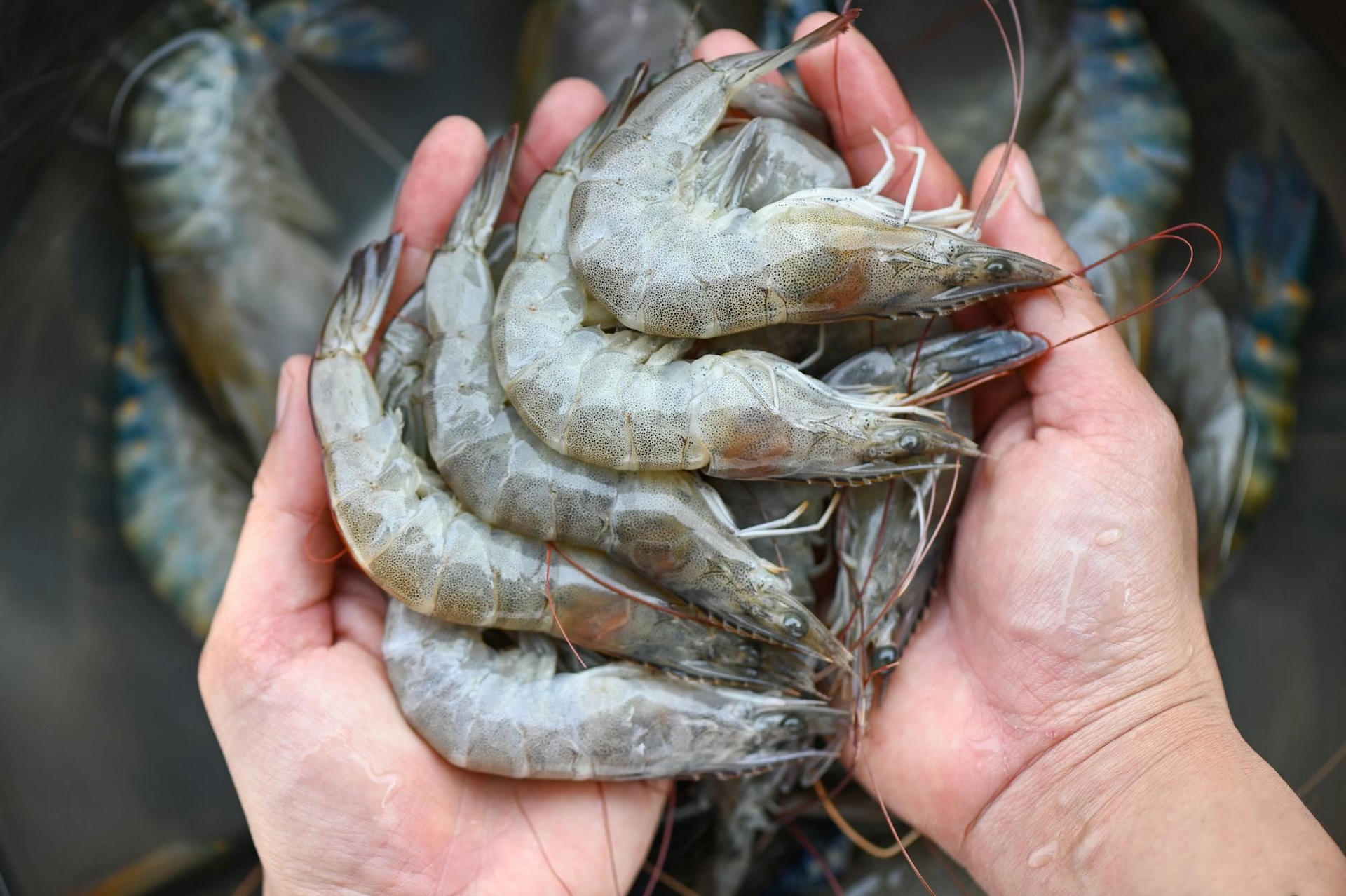 Betong Fresh Seafood